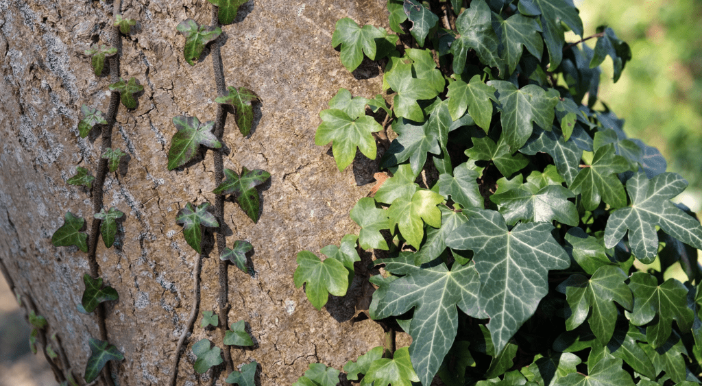 English Ivy